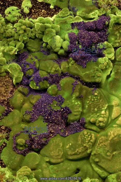 : Malachite and Azurite - Copper minerals from Liu : Malachite and Azurite - Copper minerals from Liu