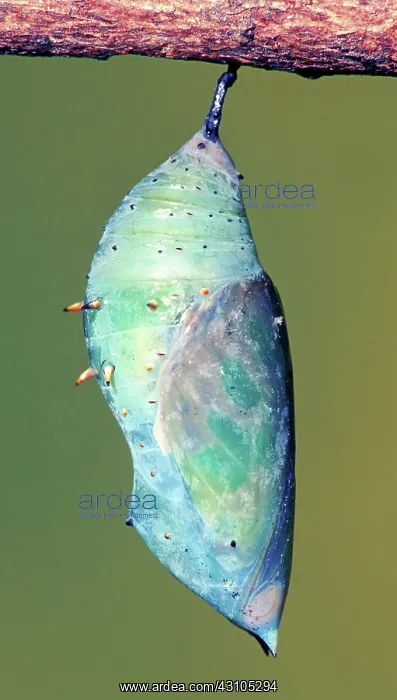 : Malachite Butterfly : Malachite Butterfly