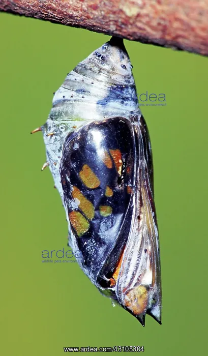 : Malachite Butterfly : Malachite Butterfly