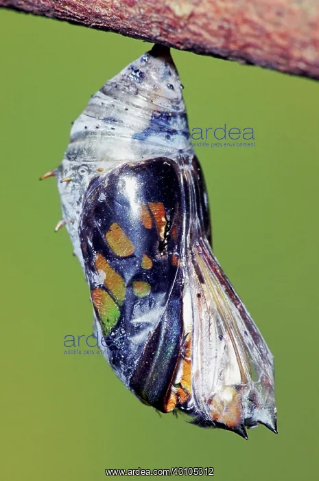 : Malachite Butterfly : Malachite Butterfly
