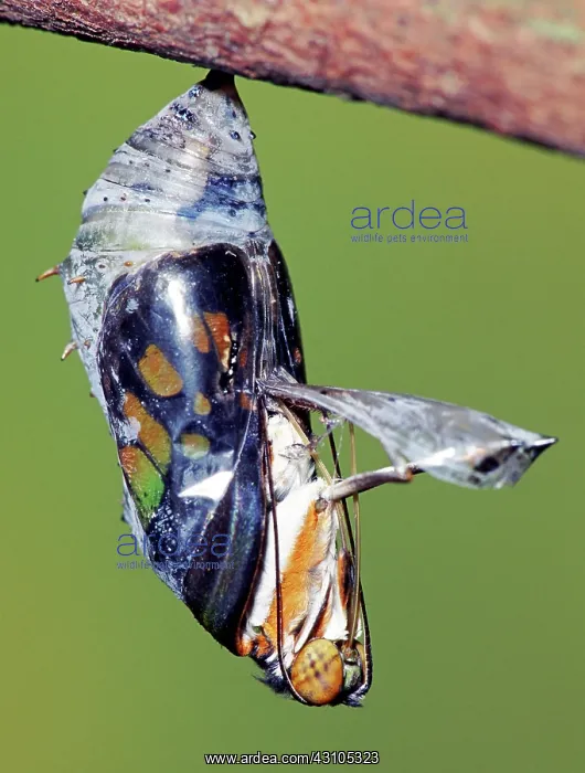 : Malachite Butterfly : Malachite Butterfly