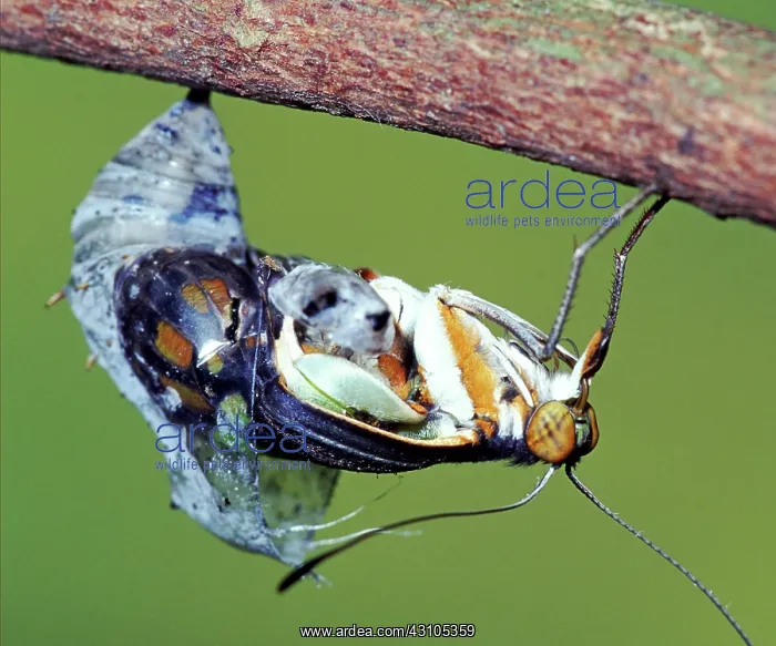 : Malachite Butterfly : Malachite Butterfly