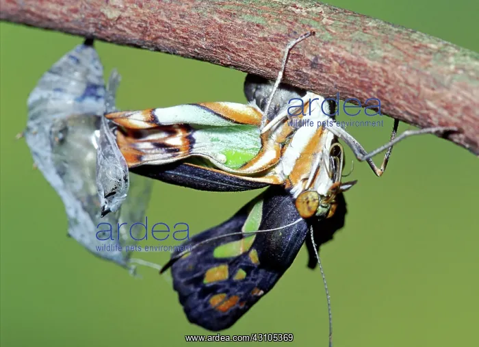 : Malachite Butterfly : Malachite Butterfly