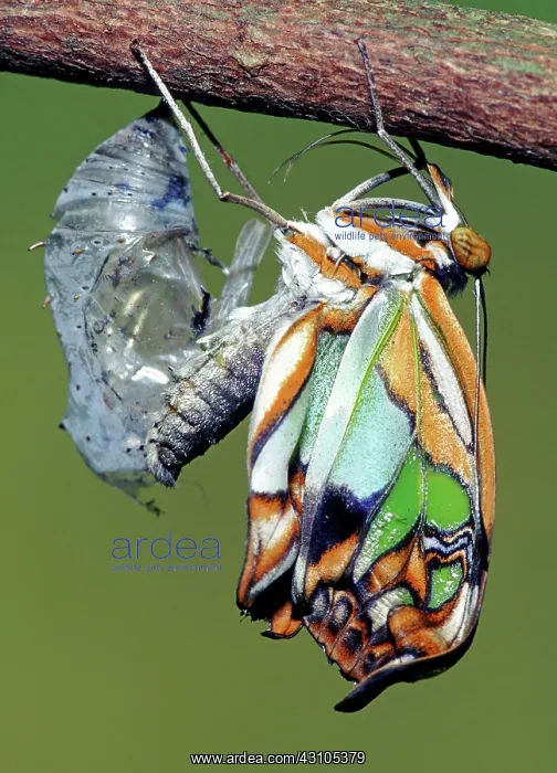: Malachite Butterfly : Malachite Butterfly