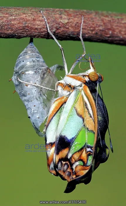 : Malachite Butterfly : Malachite Butterfly