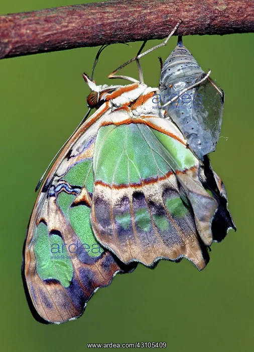 : Malachite Butterfly : Malachite Butterfly