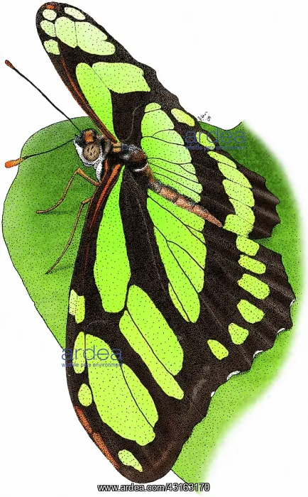 : Malachite Butterfly : Malachite Butterfly