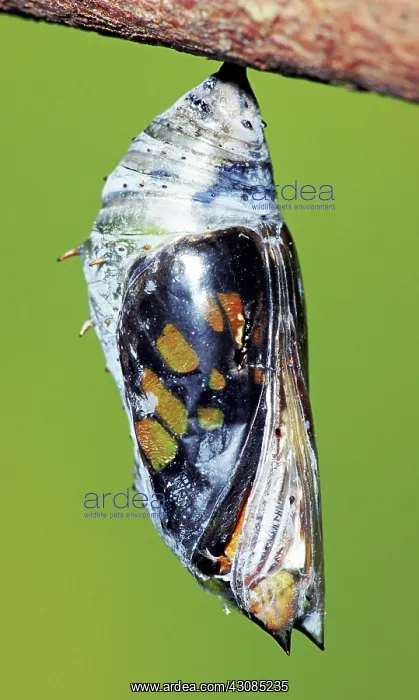  : Malachite Butterfly metamorphosis