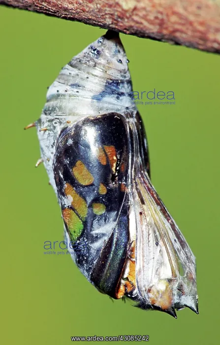 : Malachite Butterfly metamorphosis : Malachite Butterfly metamorphosis