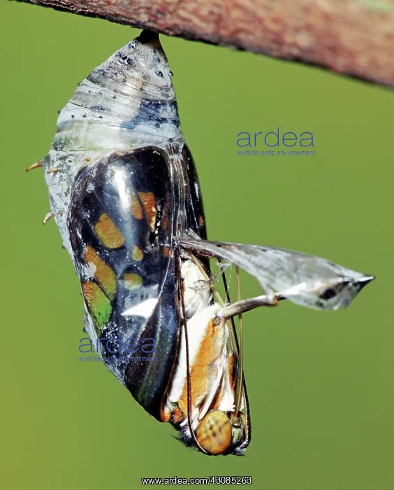  : Malachite Butterfly metamorphosis