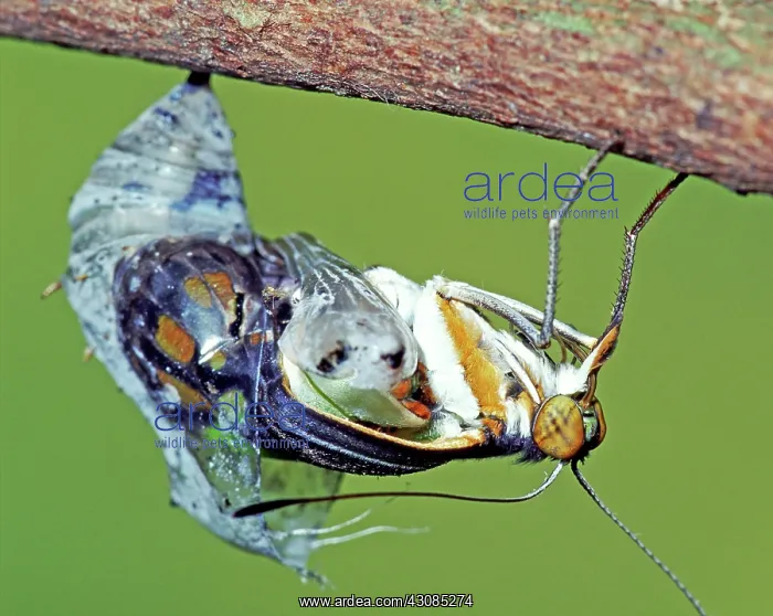 : Malachite Butterfly metamorphosis : Malachite Butterfly metamorphosis