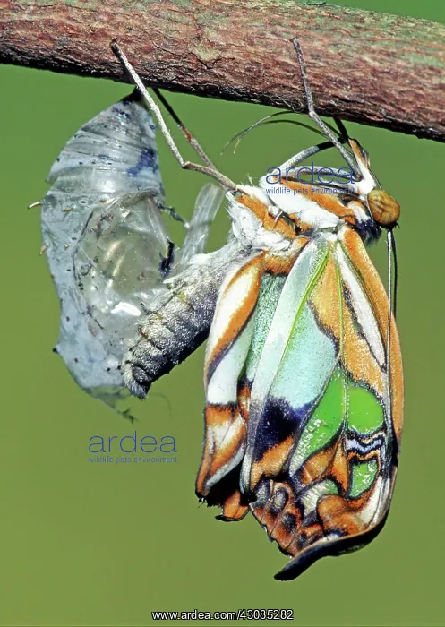 : Malachite Butterfly metamorphosis : Malachite Butterfly metamorphosis