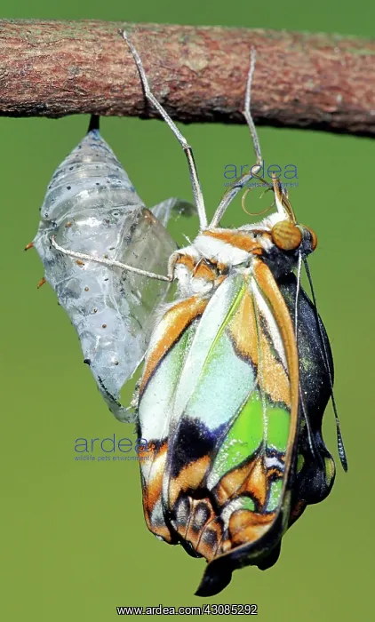 : Malachite Butterfly metamorphosis : Malachite Butterfly metamorphosis