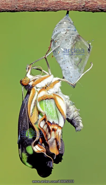 : Malachite Butterfly metamorphosis : Malachite Butterfly metamorphosis