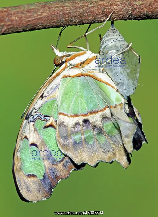 : Malachite Butterfly metamorphosis : Malachite Butterfly metamorphosis