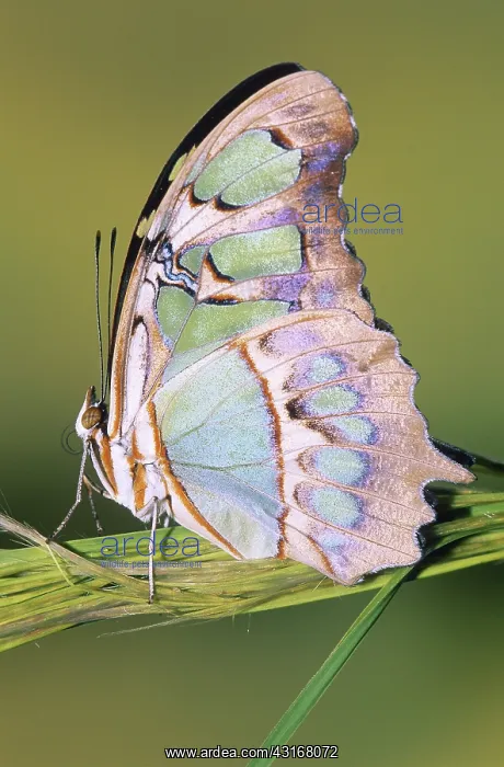 : Malachite Butterfly (Siproeta stelenes) : Malachite Butterfly (Siproeta stelenes)