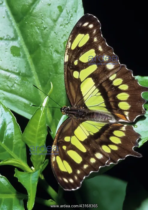 : Malachite Butterfly (Siproeta stelenes) : Malachite Butterfly (Siproeta stelenes)