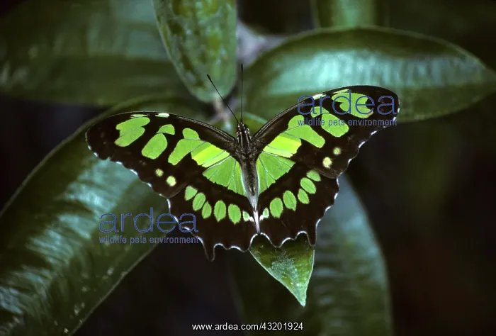 : Malachite Butterfly (Siproeta stelenes biplagiata) : Malachite Butterfly (Siproeta stelenes biplagiata)