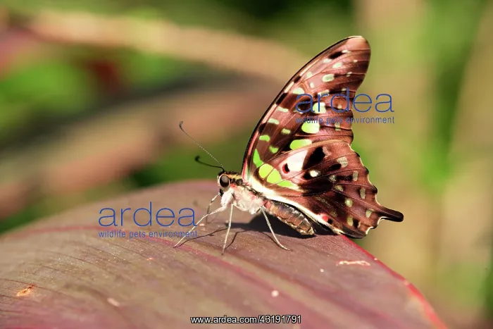 : Malachite Butterfly (siproeta stelenes), imago : Malachite Butterfly (siproeta stelenes), imago