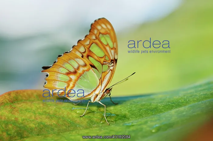 : Malachite butterfly (Siproeta stelenes) sitting : Malachite butterfly (Siproeta stelenes) sitting