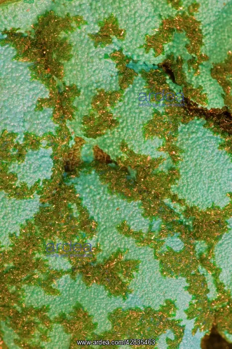 : Malachite on Chrysocolla : Malachite on Chrysocolla
