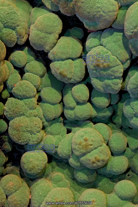 : Malachite Close-up : Malachite Close-up