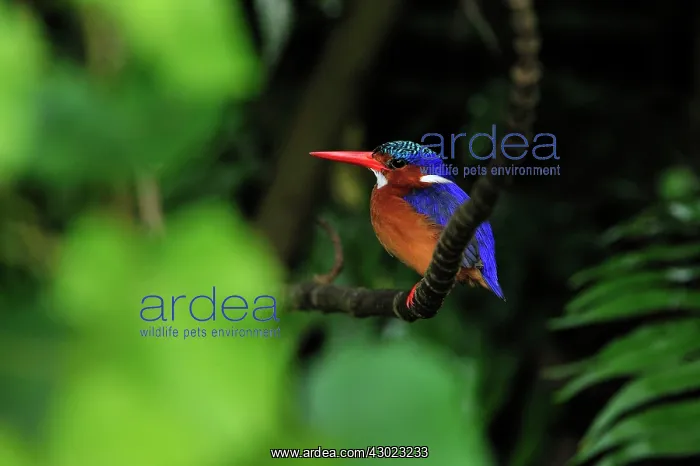 : Malachite Kingfisher : Malachite Kingfisher