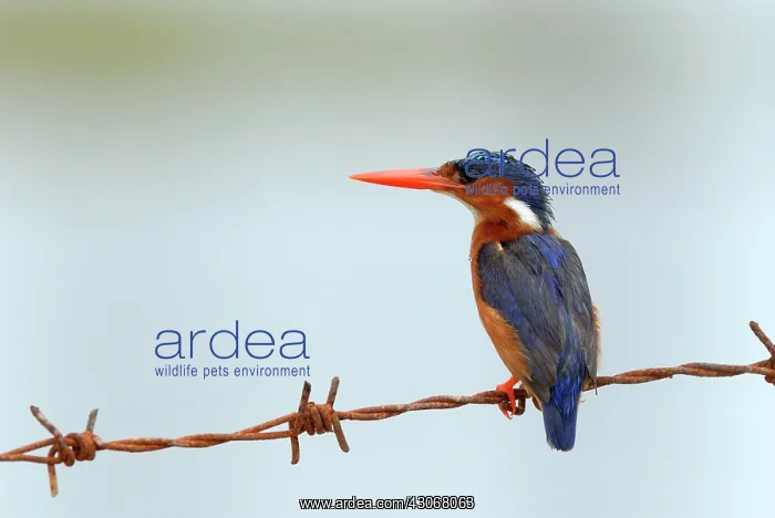: Malachite Kingfisher : Malachite Kingfisher