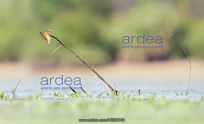 : Malachite Kingfisher : Malachite Kingfisher