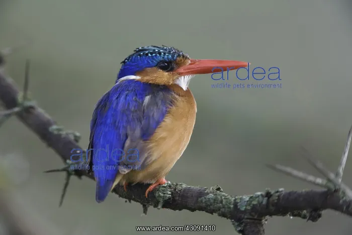 : Malachite Kingfisher : Malachite Kingfisher