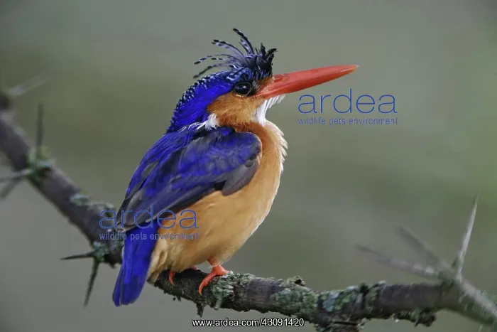 : Malachite Kingfisher : Malachite Kingfisher