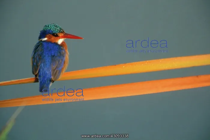 : Malachite Kingfisher : Malachite Kingfisher