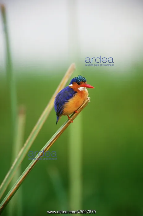  : Malachite Kingfisher