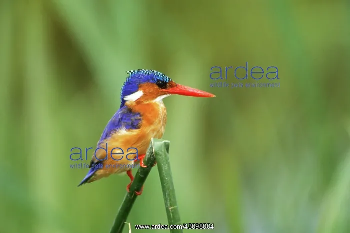 : Malachite Kingfisher : Malachite Kingfisher