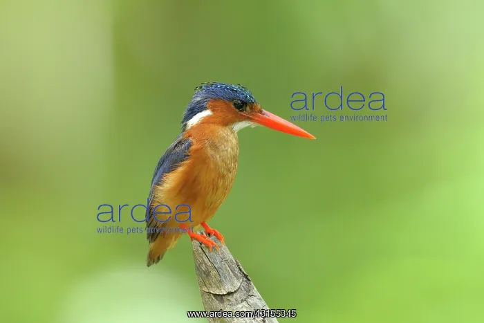  : Malachite Kingfisher