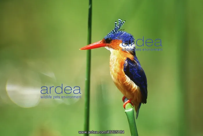 : Malachite Kingfisher : Malachite Kingfisher