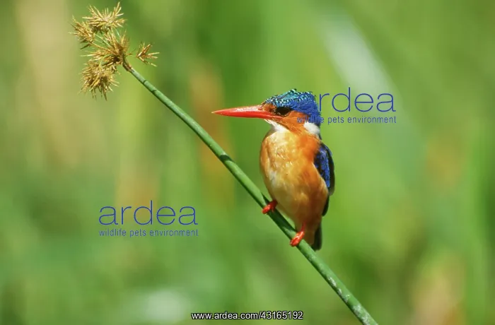 : Malachite Kingfisher : Malachite Kingfisher