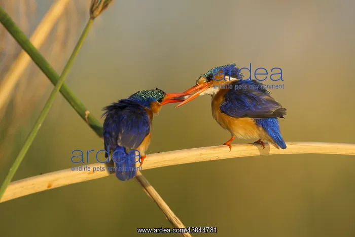 : Malachite Kingfisher - breeding pair, food pass : Malachite Kingfisher - breeding pair, food pass