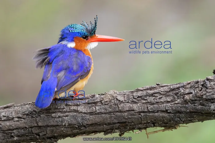 : Malachite Kingfisher (Corythornis cristatus), adult : Malachite Kingfisher (Corythornis cristatus), adult
