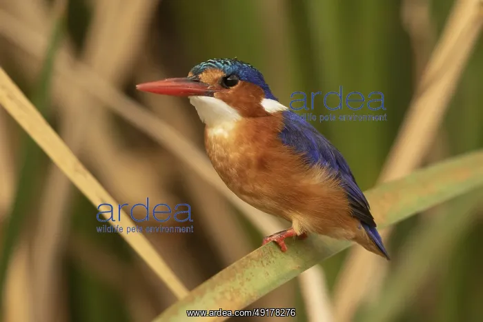  : Malachite Kingfisher (Corythornis cristatus)