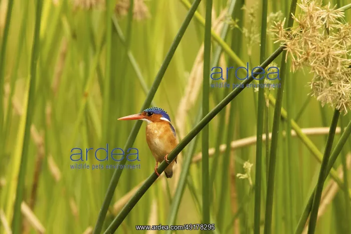 : Malachite Kingfisher (Corythornis cristatus) : Malachite Kingfisher (Corythornis cristatus)
