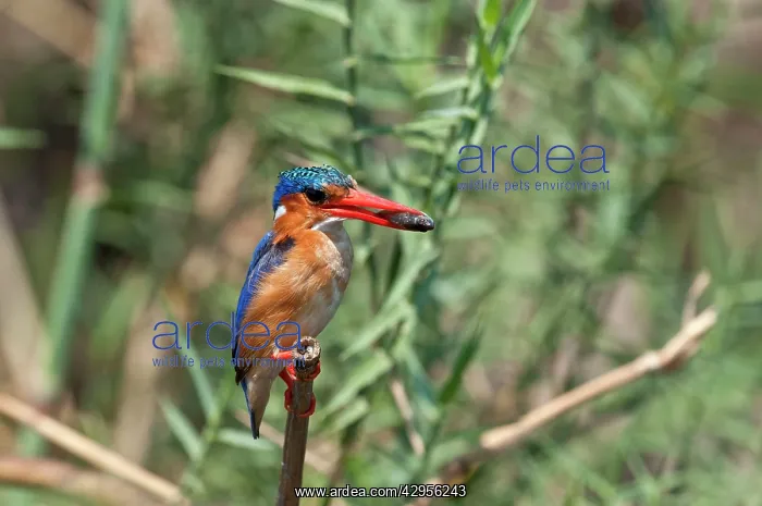 : Malachite Kingfisher - with fish in bill : Malachite Kingfisher - with fish in bill