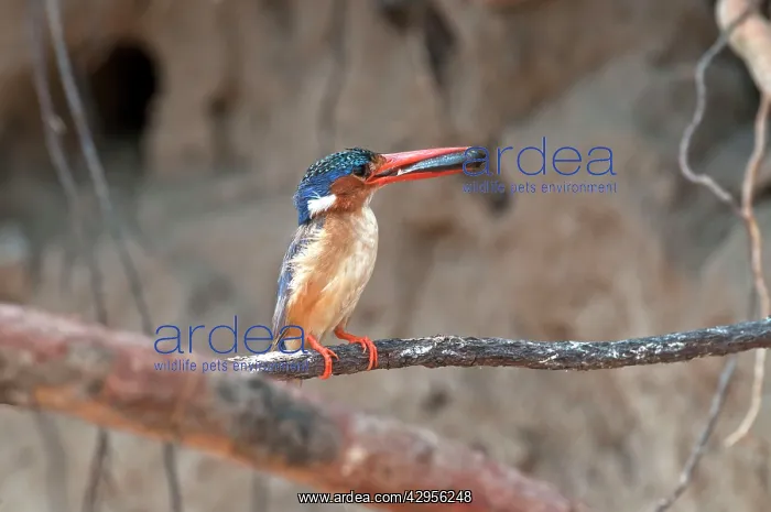 : Malachite Kingfisher - with fish in bill - perched : Malachite Kingfisher - with fish in bill - perched