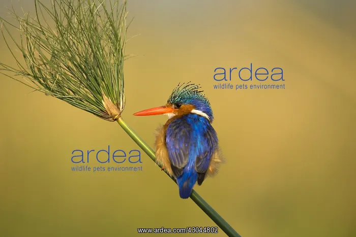 : Malachite Kingfisher - fishing - Botswana, Africa : Malachite Kingfisher - fishing - Botswana, Africa