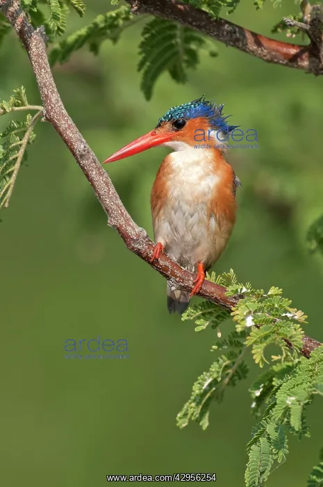 : Malachite Kingfisher - perched branch : Malachite Kingfisher - perched branch