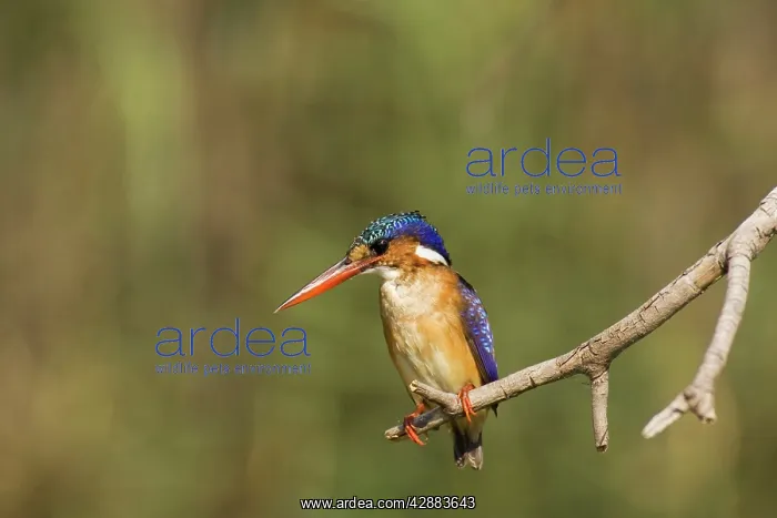 : Malachite Kingfisher - Perching at the bank of : Malachite Kingfisher - Perching at the bank of