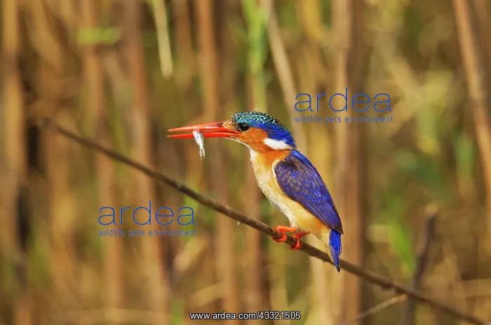 : Malachite Kingfisher - with prey at the bank of : Malachite Kingfisher - with prey at the bank of