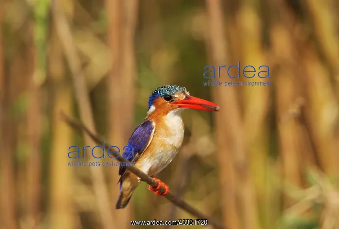 : Malachite Kingfisher - with prey at the bank of : Malachite Kingfisher - with prey at the bank of