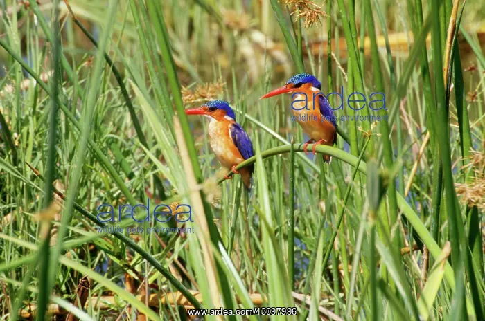 : Malachite Kingfishers : Malachite Kingfishers