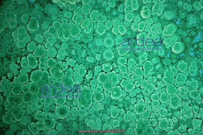 : Malachite mined from Bagdad Copper Mine in Bagdad : Malachite mined from Bagdad Copper Mine in Bagdad